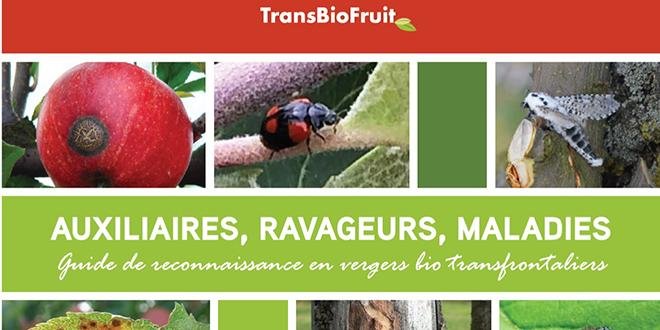  "Tout savoir qui n’est pas partagé est perdu" , proclament les partenaires de TransBioFruit : BioWallonie, le CRA-W (centre de recherches agronomiques) de Gembloux, la Fredon Nord - Pas-de-Calais et le Gabnor.