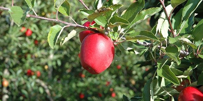 Mi-octobre 2016, le groupe Medieval du GIS Fruits a publié son rapport sur l’évaluation du matériel végétal fruitier. Photo : O.Lévêque/Pixel Image