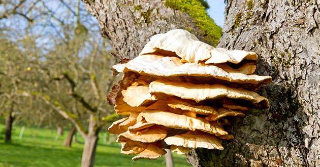 Depuis septembre 2016, Végépolys propose aux producteurs d'identifier les champignons lignivores sur leurs cultures. Photo : Jürgen Fälchle