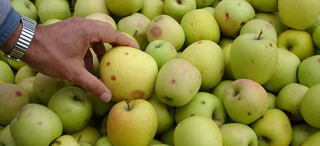 Premiers dégâts sur pomme dans l’Hérault