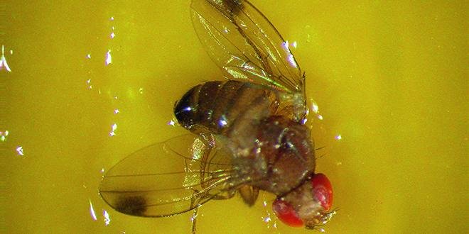 Suite à l'interdiction du diméthoate en février, le CTIFL a rédigé une note afin d'adapter les stratégies de lutte contre la mouche de la cerise et "Drosophila suzukii". Photo: Agroscope