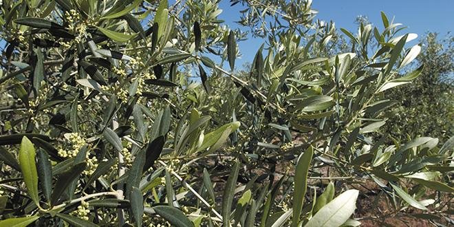 Pensez à protéger vos vergers d'olivier avec le piège maison de l'Afidol. Photo : F. Pierrel/Pixel image