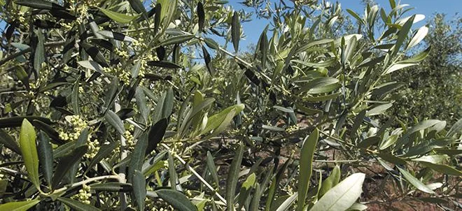 Mouche de l’olive : fabriquez vos pièges "maison"