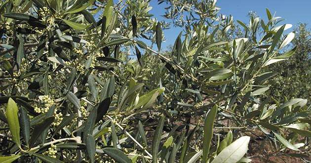 Pensez à protéger vos vergers d'olivier avec le piège maison de l'Afidol. Photo : F. Pierrel/Pixel image