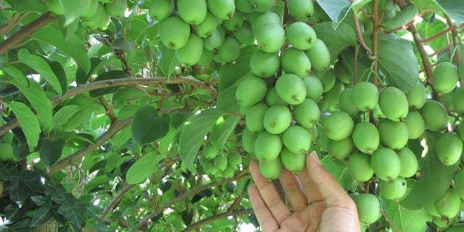 L’atout de la variété de kiwi Arguta est incontestablement sa rusticité : pas de nécessité d’interventions phytosanitaires. © Sofruileg-verger de Nergi