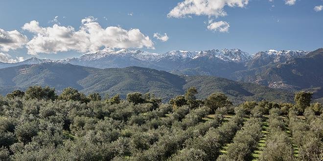 Pour contrer "Xylella fastidiosa", l'AOP huile d’olive de Corse met en place une filière locale de plants d’oliviers certifiés. Les premières livraisons aux pépiniéristes devraient être effectives en juillet. Photo : J. Jouve/Oliu di Corsica
