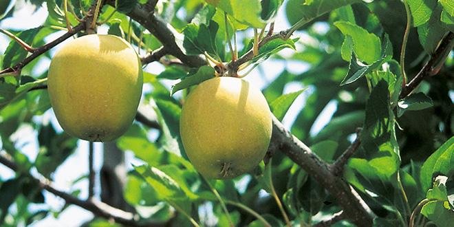 Les pommiers ont connu de bonnes conditions de récolte, avec une époque de maturité des fruits proche d’une année normale. Photo : C. Zambujo/Pixel Image