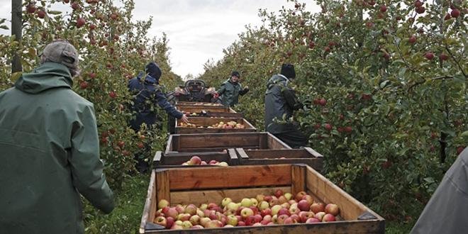 Issues de vergers conduits en biodynamie, ce sont près de 2 500 tonnes de poires et de pommes qui partiront sur les étals ou qui seront transformées, confirmant la place de leader européen en biodynamie occupée par les Côteaux Nantais. DR