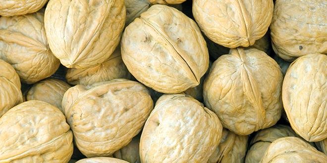   Après une baisse en dessous des 8 000 tonnes en 2014, la production de noix de Grenoble devrait atteindre cette année les 10 000 tonnes. Photo : Fotolia