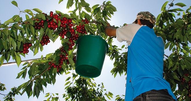La prévention du risque de chute de hauteur est une problématique importante pour la filière de l'arboriculture fruitière. Photo : L. Theeten / Pixel Image