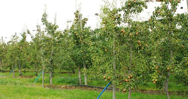 Le plan d'aide à la rénovation des vergers vise à adaptater les exploitations fruitières au marché et à améliorer la compétitivité de la production française. Photo : N. Chemineau/Pixel image