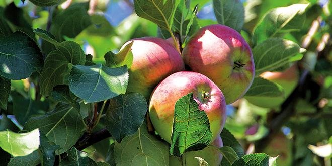 Au 1er juin 2015, la production française de pommes est estimée à 1,57 millions de tonnes. Photo: Fotolia