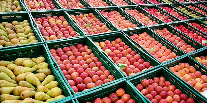 Les stocks de pommes se situent légèrement au-dessous du niveau moyen de la période 2010-2014 (-4%). Photo : Stefan Körber/Fotolia