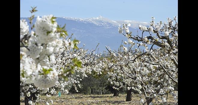 Parcelle de cerisier en fleurs au pied du mont Ventoux, dans le Vaucluse. Photo: L.Rubio/Pixel Image