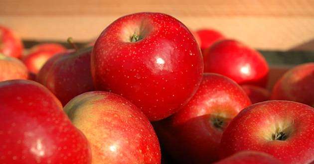 La production française de pommes en 2014/2015 reculerait de 8 % sur un an et par rapport à la moyenne des cinq dernières années. Photo: C. Poulain/Pixel Image