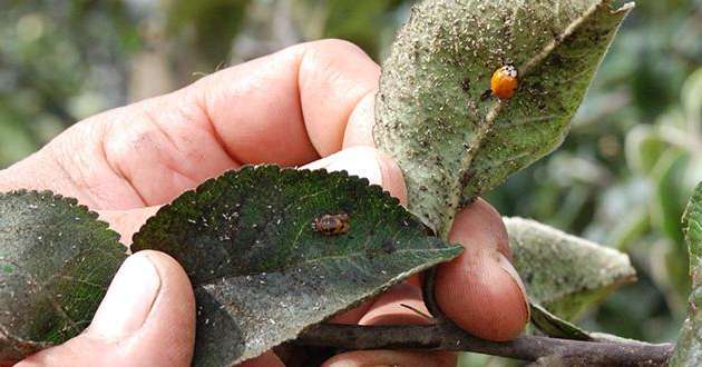 Si le Sud-Est est touché par le carpocapse, plus de 40% des traitements insecticides visent les pucerons dans les autres bassins de production. Photo: F. Rabut/Pixel Image