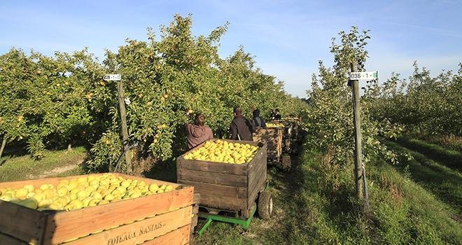 Premier producteur français de fruits en biodynamie, les Côteaux Nantais comptent 96 hectares de vergers certifiés par Ecocert (bio) et Demeter (biodynamie). Photo : Les Côteaux Nantais 
