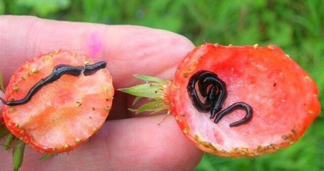 Plathelminthe de l'espèce "Parakontikia ventrolineata" sur fraises à Quimper. Compte Twitter @Plathelminthe4 - Photo CP