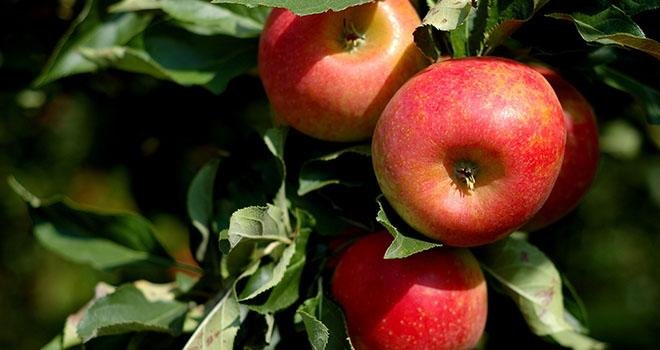 La variété de pomme Antarès a un aspect rustique et est marbrée rouge-orangé.