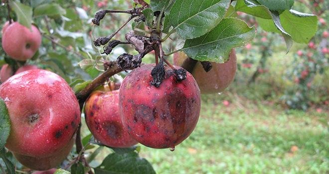 Les petits fruits noirs momifiés: principaux symptômes du black rot mais aussi du white rot (Ici, black rot sur Fuji). Photo: CTIFL