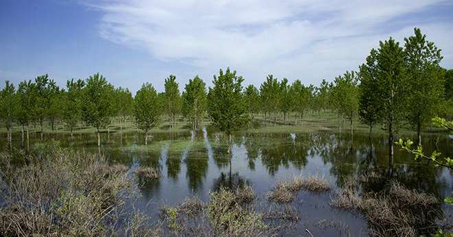 Malgré les pluies diluviennes qui se sont abattues récemment sur la région, les vergers languedociens ont été relativement épargnés. Photo: groanbugar/Fotolia