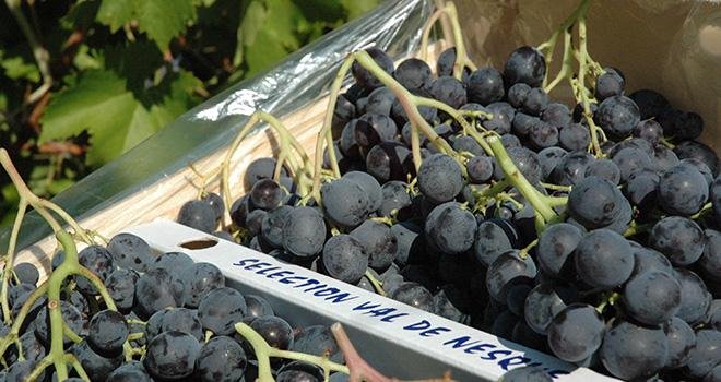 Les producteurs de raisin de table ne sont pas sans craindre les impacts de l’embargo Russe. "On a peur du basculement, sur le marché français, de raisins italiens non exportés vers la Russie", explique A. Lacoste, directrice de l’AOP raisin. Photo: DR