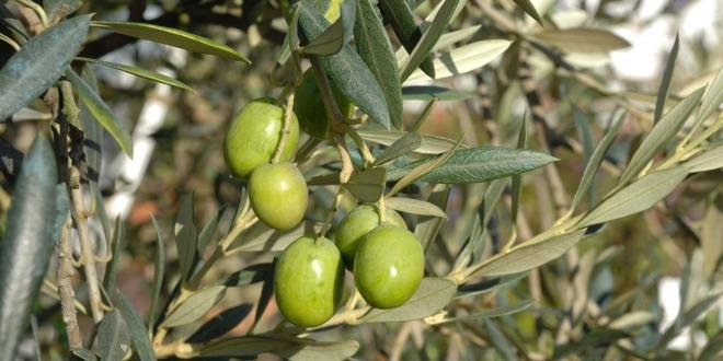 Le service communication de l’Afidol multiplie en effet les actions pour développer la notoriété des huiles d’olive au niveau national.
