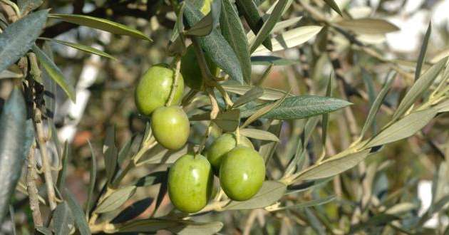 Le service communication de l’Afidol multiplie en effet les actions pour développer la notoriété des huiles d’olive au niveau national.