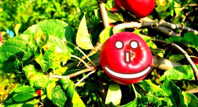La garance, ou garance des teinturiers, est une plante de la famille des Rubiacées dont les racines sont utilisées pour leur capacité à teindre les textiles en rouge vif. Ci-dessus la marque de pomme.
