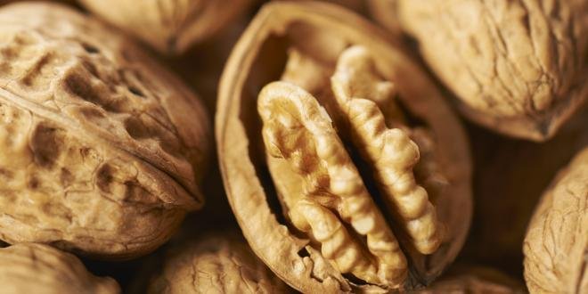 La prévision de récolte des noix de Grenoble est annoncée en hausse de 16,6 % par rapport à 2012. 