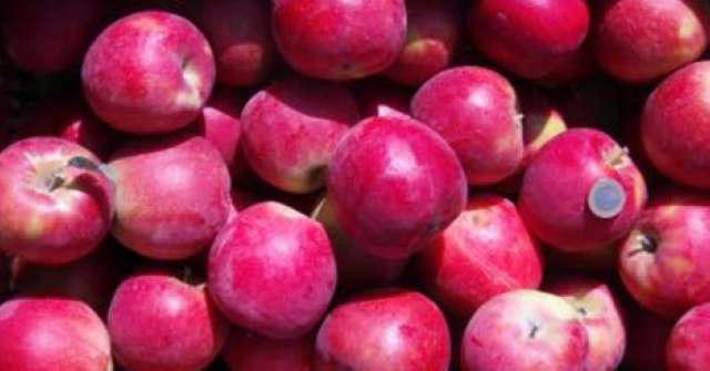 La récolte française de pommes atteindra seulement 1 150 000 tonnes.