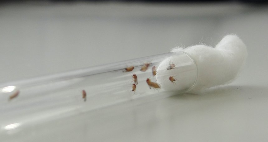 « Drosophila suzukii » en test laboratoire. Photo : Cearitis