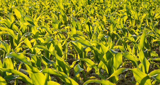 3229 agriculteurs multiplicateurs sont impliqués dans la production de maïs semence, mais ce nombre est en baisse de 5% en 2022. Photo : olivierguerinphoto