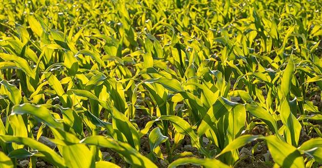 3229 agriculteurs multiplicateurs sont impliqués dans la production de maïs semence, mais ce nombre est en baisse de 5% en 2022. Photo : olivierguerinphoto