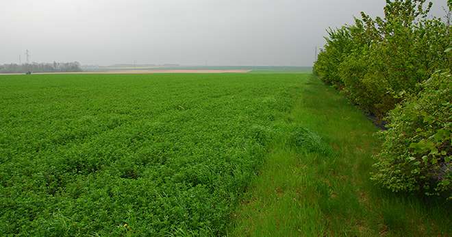 Les infrastructures agro-environnementales font partie des voies d'accès aux écorégimes ou peuvent être un bonus aux autres voies d'accès (certifications et pratiques), mais le bonus est sans doute trop faible pour être incitatif. Photo : M.Lecourtier/M&A