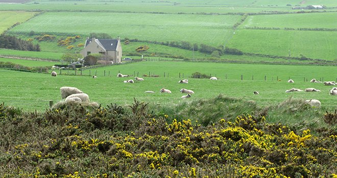 En Irlande, cinq options seront proposées aux agriculteurs pour les écorégimes. Photo : zigrit / Adobe Stock