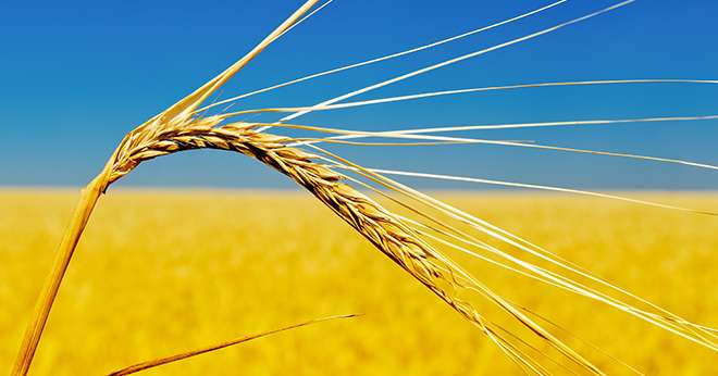 one golden ear of wheat