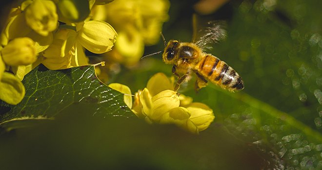 L’arrêté relatif à la protection des abeilles lors des traitements phyto entrera en vigueur le 1er janvier 2022. Photo : JeanChristophe/Adobe Stock