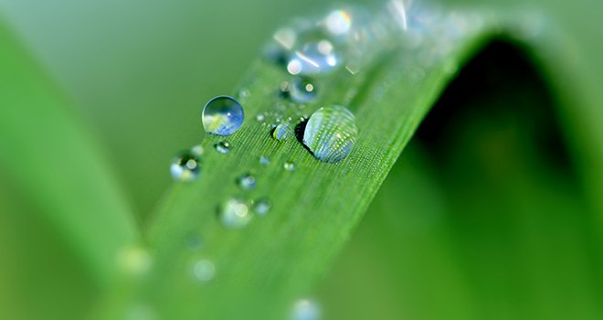 gouttes de pluie sur feuilles verte