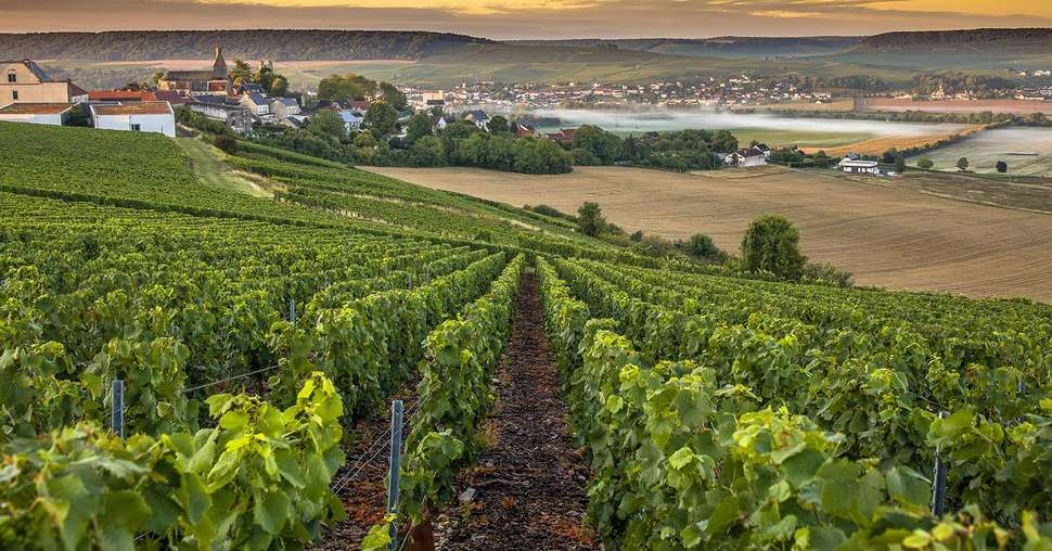 Cérèsia est un groupe coopératif présent sur 8 départements du Nord Est de la France. Le groupe a pour activité principale l’agriculture, la la viticulture, l’élevage et compte de nombreuses filiales. Photo : Hesam Wide Shot  