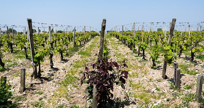 Pour Agathe Olive, chargée de projet chez Agri Sud-Ouest Innovation, la viticulture est la filière la plus en avance en Nouvelle-Aquitaine sur les biosolutions. Photo : Benjamin Hardy/Adobe Stock