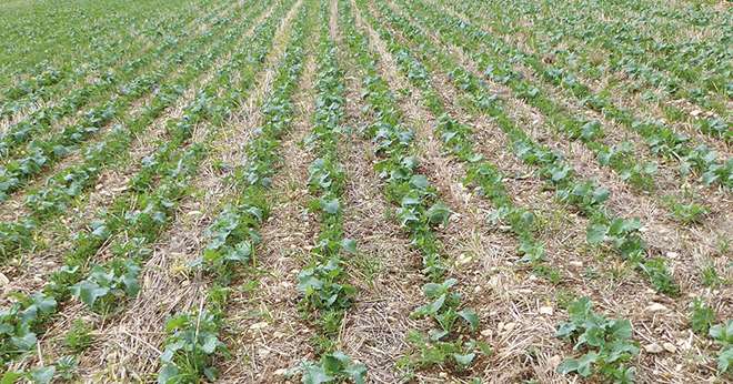 La poursuite de l’embellie des prix du colza pourrait encourager les producteurs  à augmenter leurs emblavements lors de la prochaine campagne. Photo : Terres Inovia