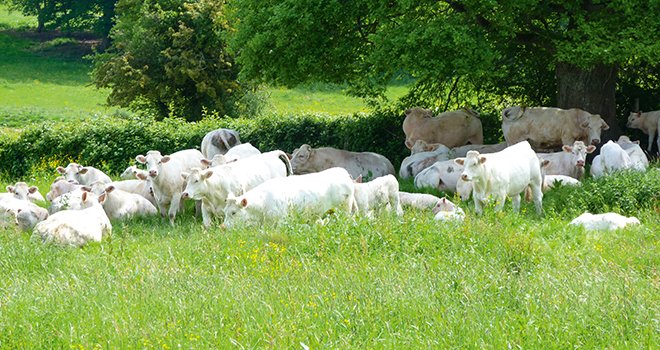 L’Union de coopératives de production et de commercialisation de bovins et de caprins est impliquée depuis plusieurs années dans la réduction de l’empreinte carbone des filières d’élevage. Photo : Feder