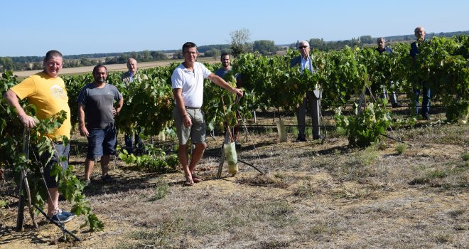 Ce vignoble innovant est le fruit d’une aventure collective entre le négociant Boisset, la coopérative Bourgogne du Sud et neuf agri-viticulteurs du Val de Saône. CP : E. Thomas/Pixel6TM 