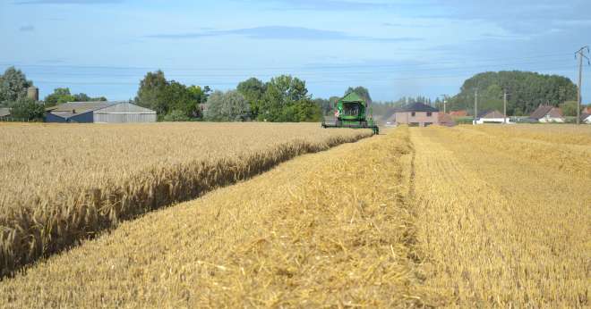 En blé, les écarts de rendements sont très marqués au sein de la zone de collecte d'Unéal : de 30 à 130 q. Le rendement moyen est de 89 q. CP : S.Bot/Média et Agriculture