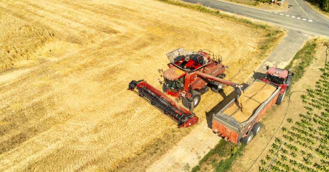 En blé, les premières bennes ont été réceptionnées chez Vivescia dans l’Aube et dans le nord de L’Yonne. CP : Romain Talon/Adobe Stock