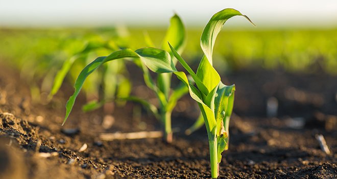 À la différence des hybrides actuels, le maïs de petite taille travaillé par Bayer autorisera des passages dans les champs à toutes les étapes de la culture. Photo : Oticki/Adobe Stock
