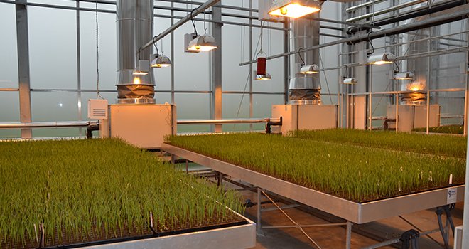 Cette invention sera disponible pour les producteurs de semences de céréales hybrides en 2023. © S.Bot/Média et Agriculture