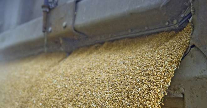 Sévépi collecte environ 500 000 tonnes de produits agricoles chaque année, dont plus de 65 % de céréales, entre autres. CP : DR