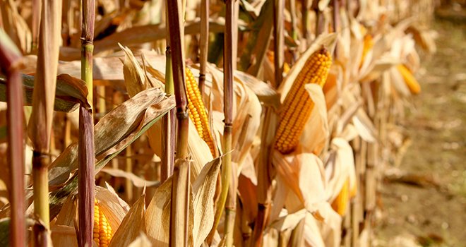 Les maïs Sem’Expert Dry sont récoltés à maturité et ne nécessitent pas de séchage. Photo : Pioneer